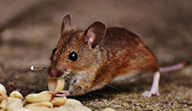 24 Hour & Emergency Exterminators in Moultonborough, NH